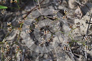 Paronychia rugelii -- SandÃÂ squares, Rugel's nailwort photo